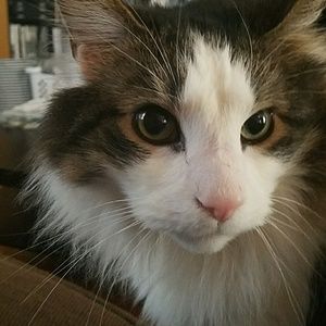 Meet your Posher, Casey